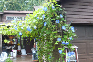 Morning glories in all their glory