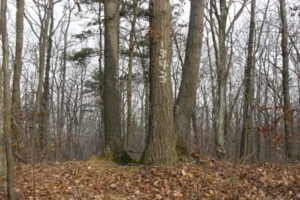 The true summit of North Sugarloaf, though most people go on to the lookout on the next ridge.