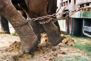 Elephants chained to a truck