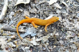 Spotted Newt