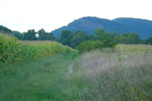 My morning jog in the Sunderland farm fields