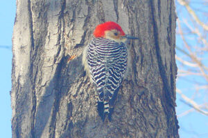 woodpecker