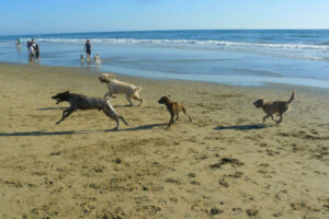 The Dog Beach in Surf City, California