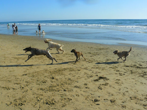 The Dog Beach in Surf City, California
